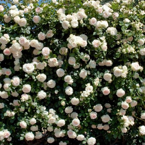 Blanco - Árbol de Rosas Inglesa - rosal de pie alto- froma de corona llorona